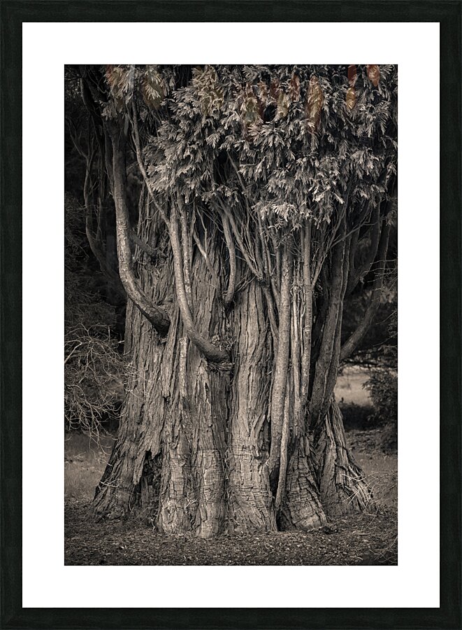 Incense Cedar Picture Frame print