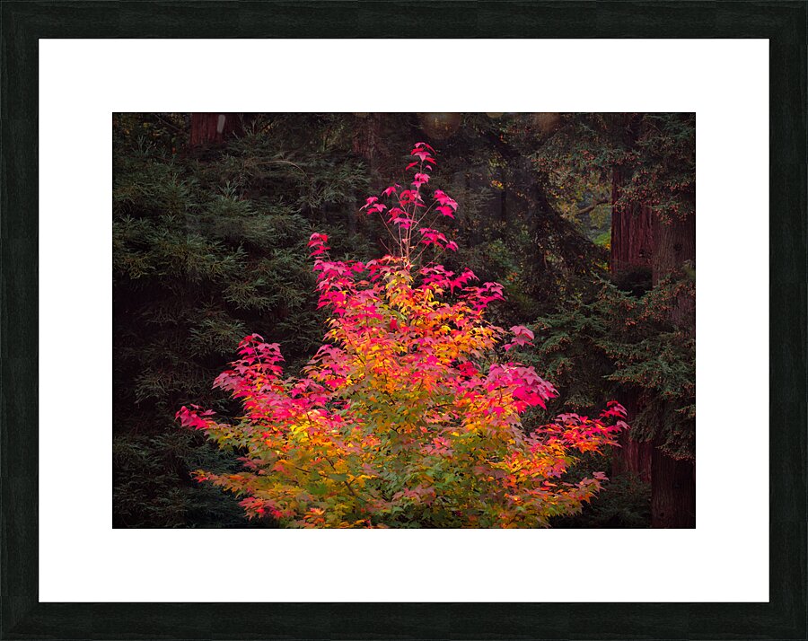 Fire Tree Picture Frame print