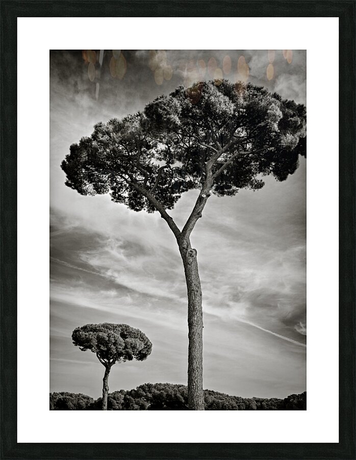 Roman Forum Trees Picture Frame print