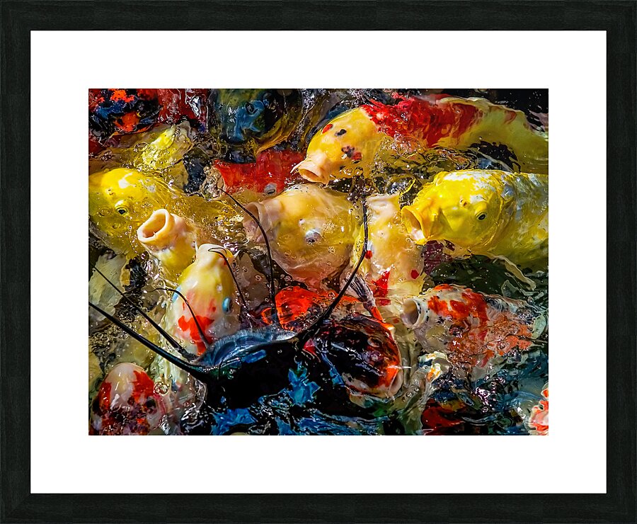 Fish Fight Picture Frame print