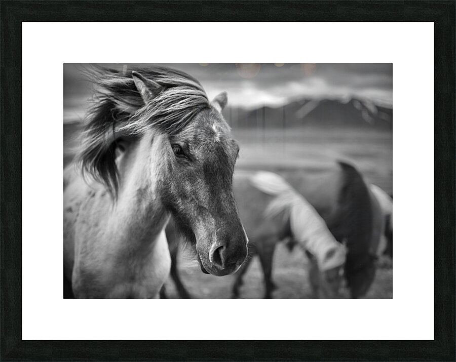 Icelandic Horse Picture Frame print