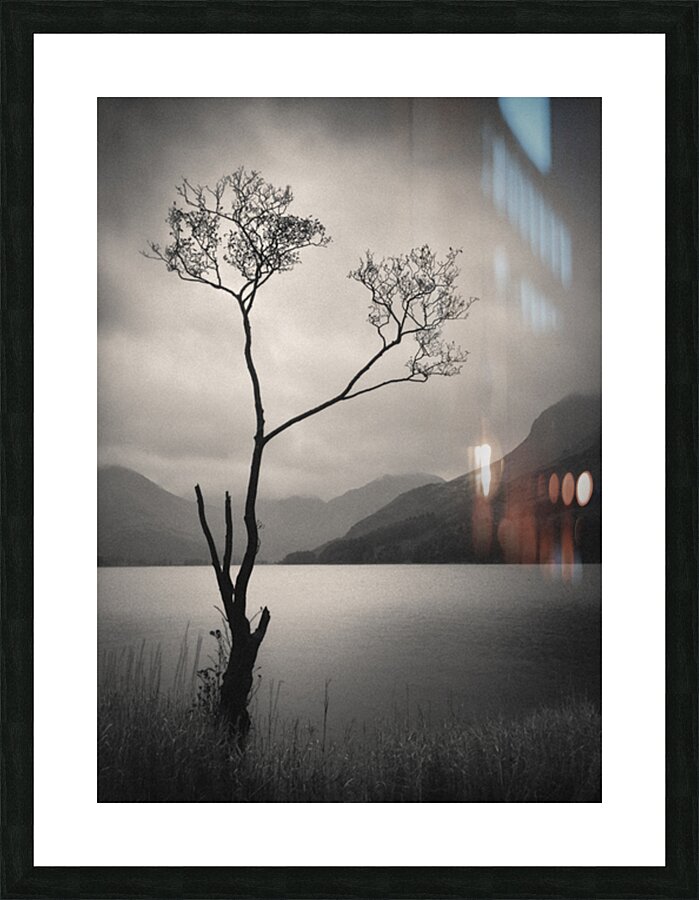 Lone Tree on Buttermere Picture Frame print
