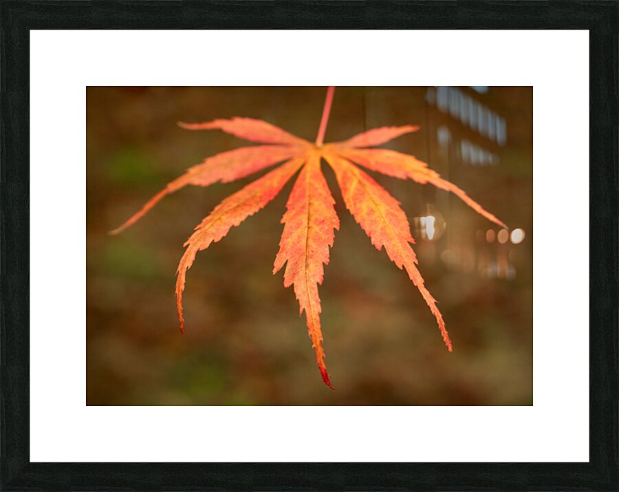 Japanese Maple Leaf Impression et Cadre photo