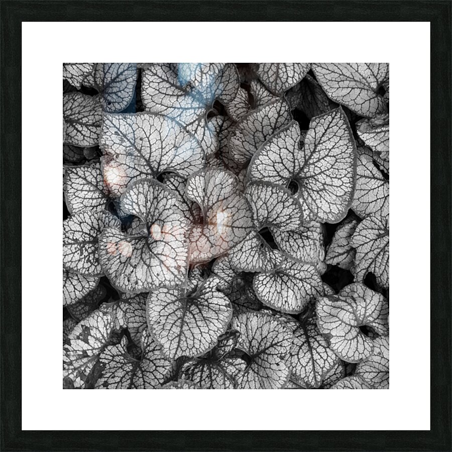 Jack Frost Plant Picture Frame print