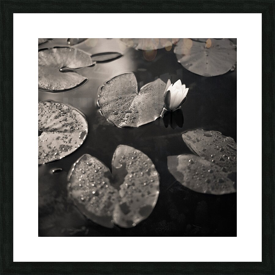 Water Lily After Rain Impression et Cadre photo