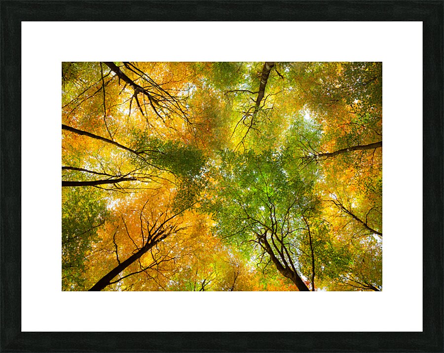 Autumnal Display Picture Frame print