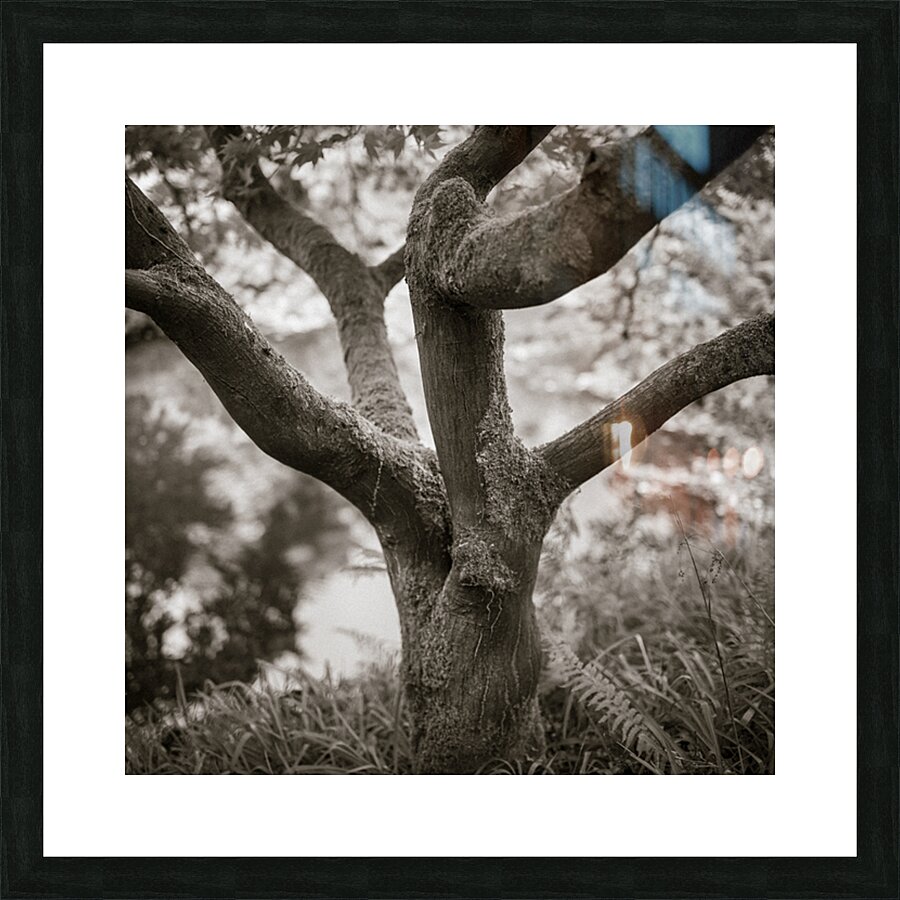 Bodnant Tree Impression et Cadre photo