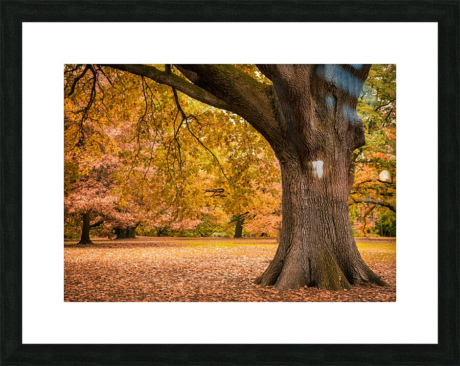 Autumn in Melbourne Impression et Cadre photo