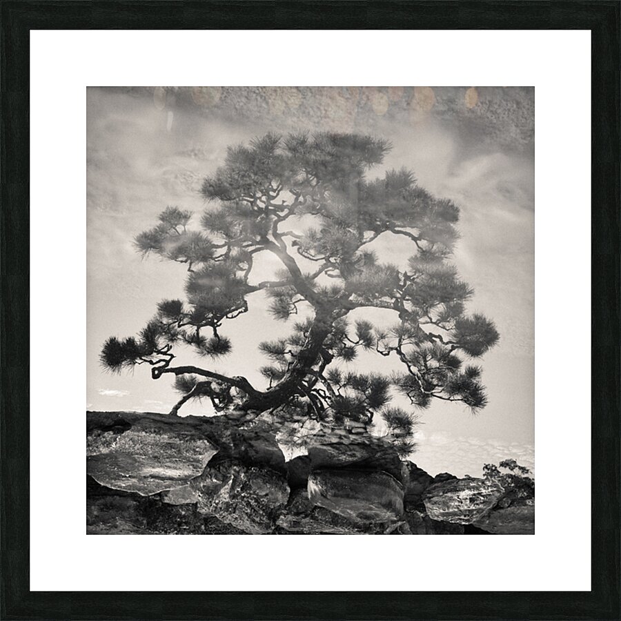 Pine Bonsai Reflection Picture Frame print