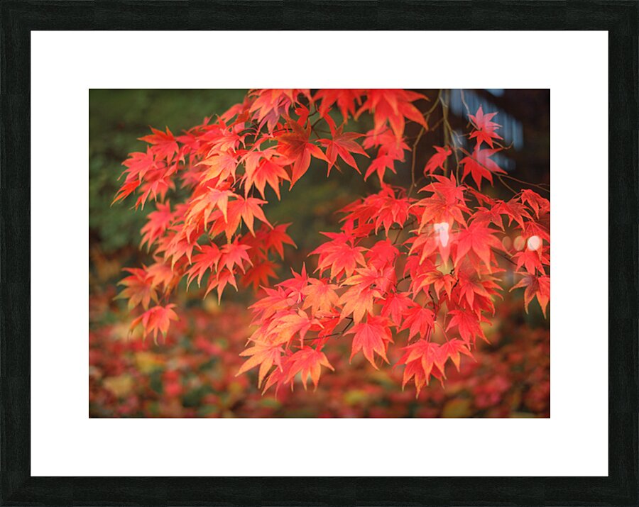 Japanese Red Maple Impression et Cadre photo