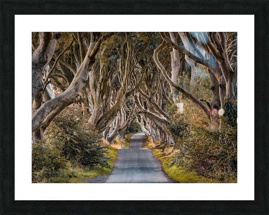 The Dark Hedges Picture Frame print