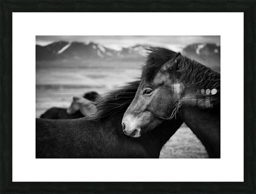 Icelandic Horses Picture Frame print