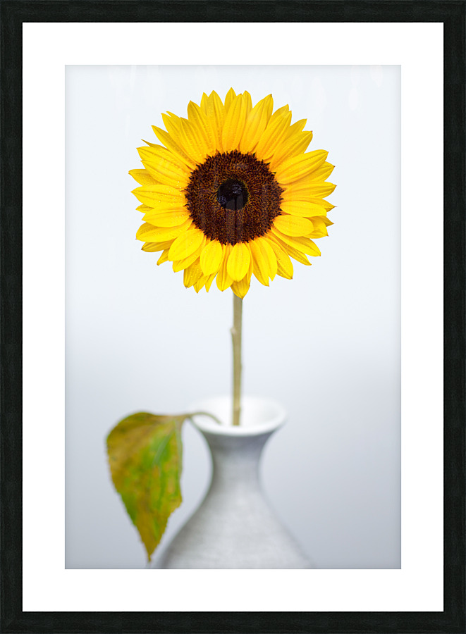 Sunflower Picture Frame print