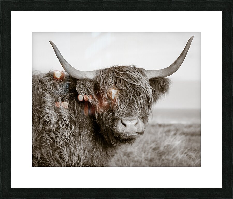 Highland Coo Picture Frame print