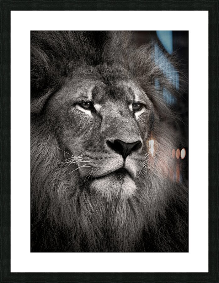 Lion Picture Frame print