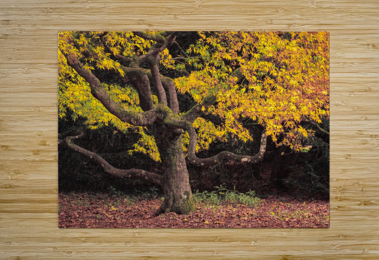Japanese Maple at Autumn Dave Bowman Puzzle printing