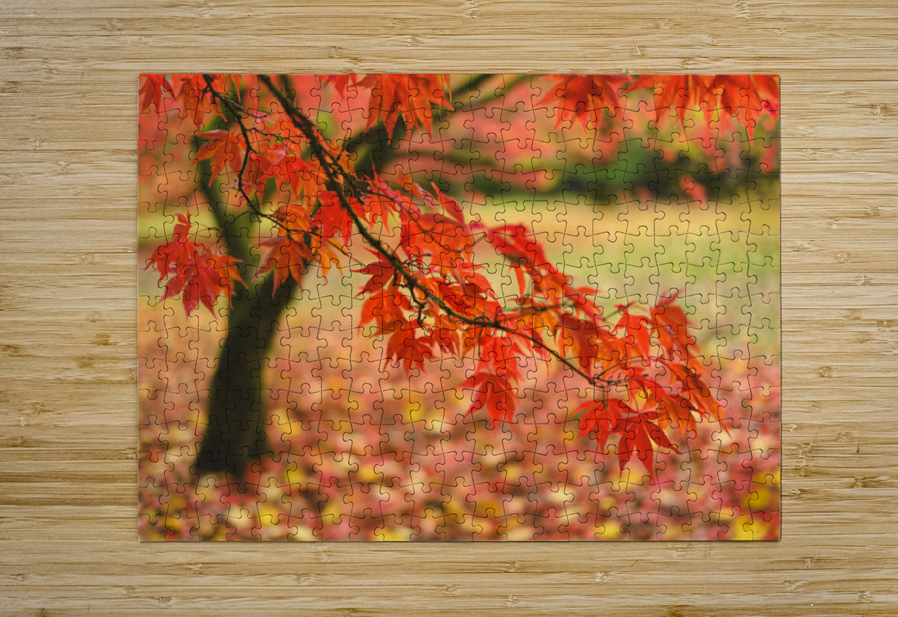 Autumn Japanese Maple Dave Bowman Puzzle printing