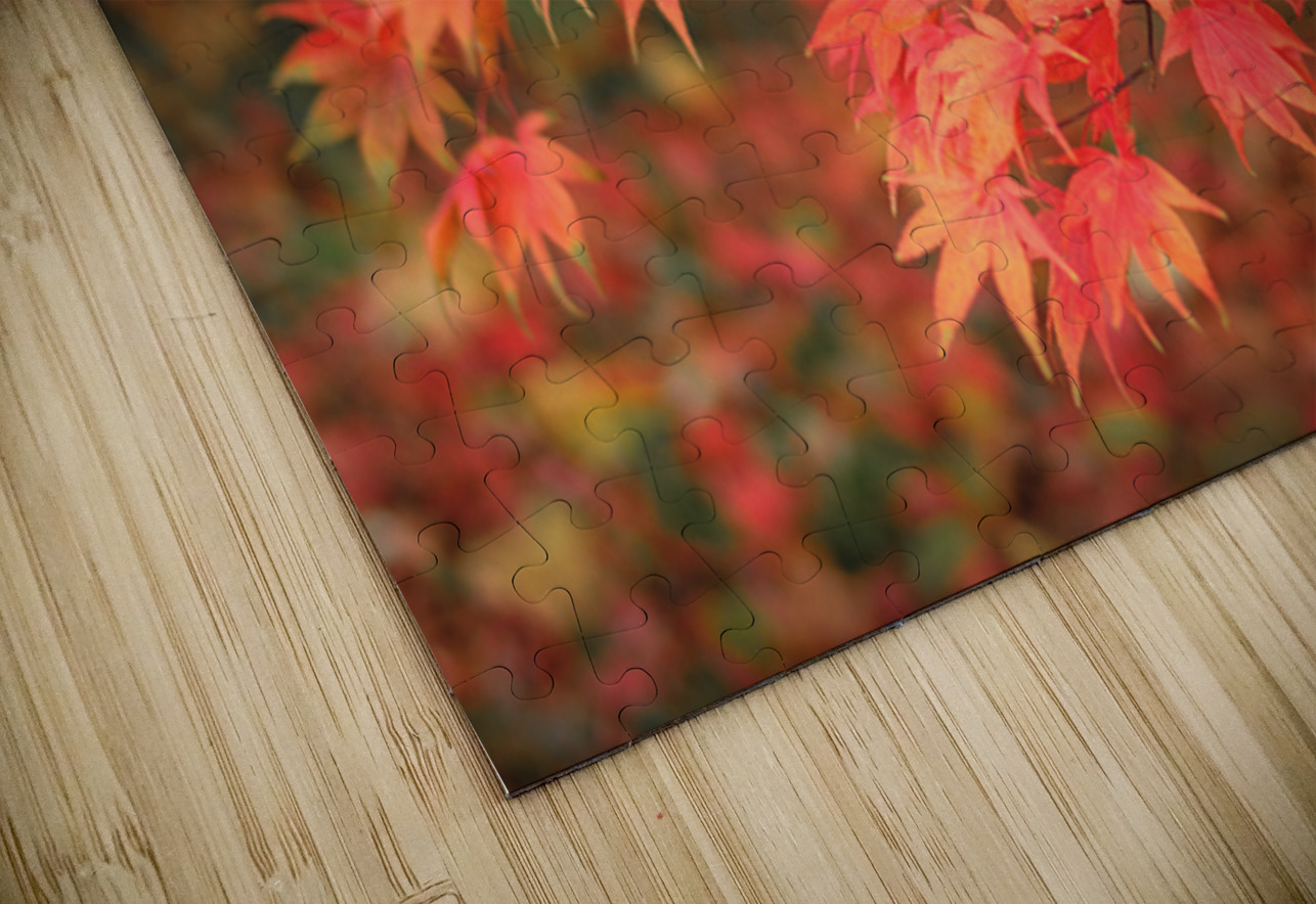 Japanese Red Maple Dave Bowman Puzzle