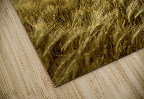 Storm Clouds Over Barley Field Dave Bowman puzzle