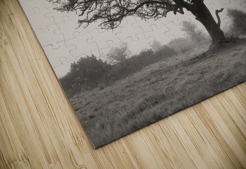 Exmoor Tree Dave Bowman puzzle