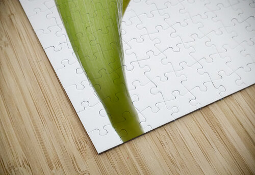 Red Tulip Dave Bowman puzzle