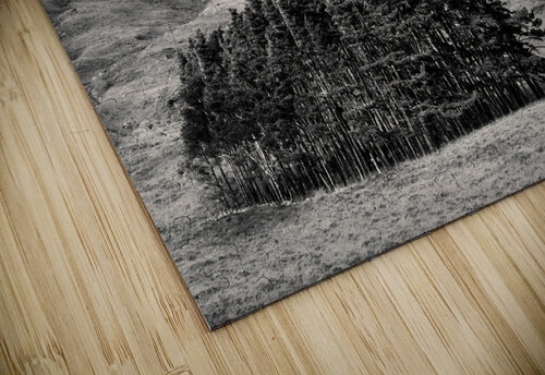 Torridon Trees Dave Bowman puzzle