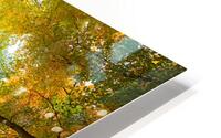 Autumnal Display HD Metal print
