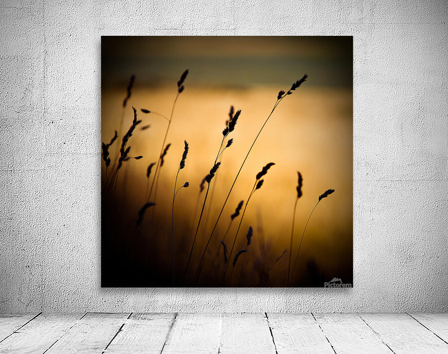 The Field Wall Preview