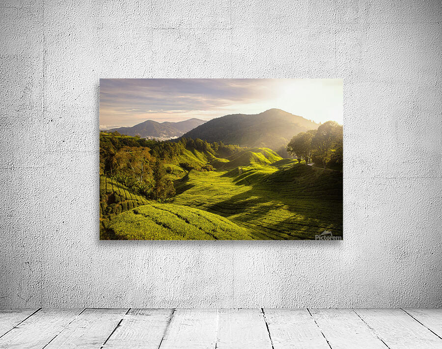 Tea Plantation Sunrise Wall Preview