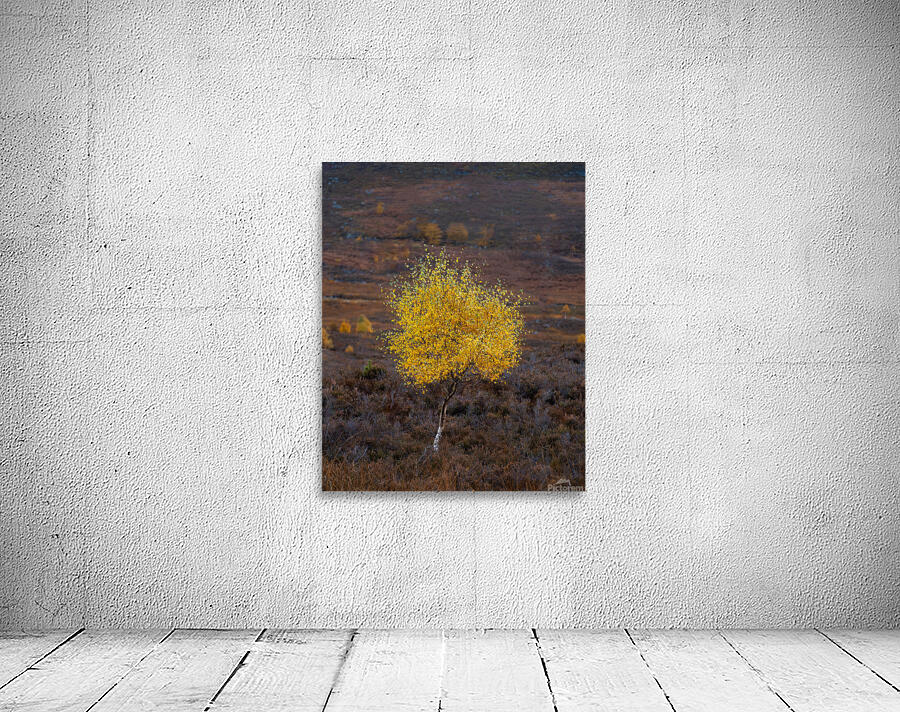 Autumn Tree Wall Preview