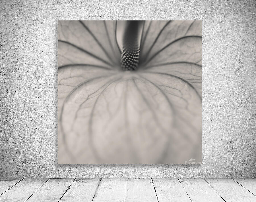 Anthurium Wall Preview