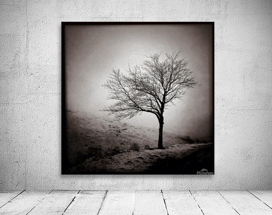 Winter Tree Wall Preview