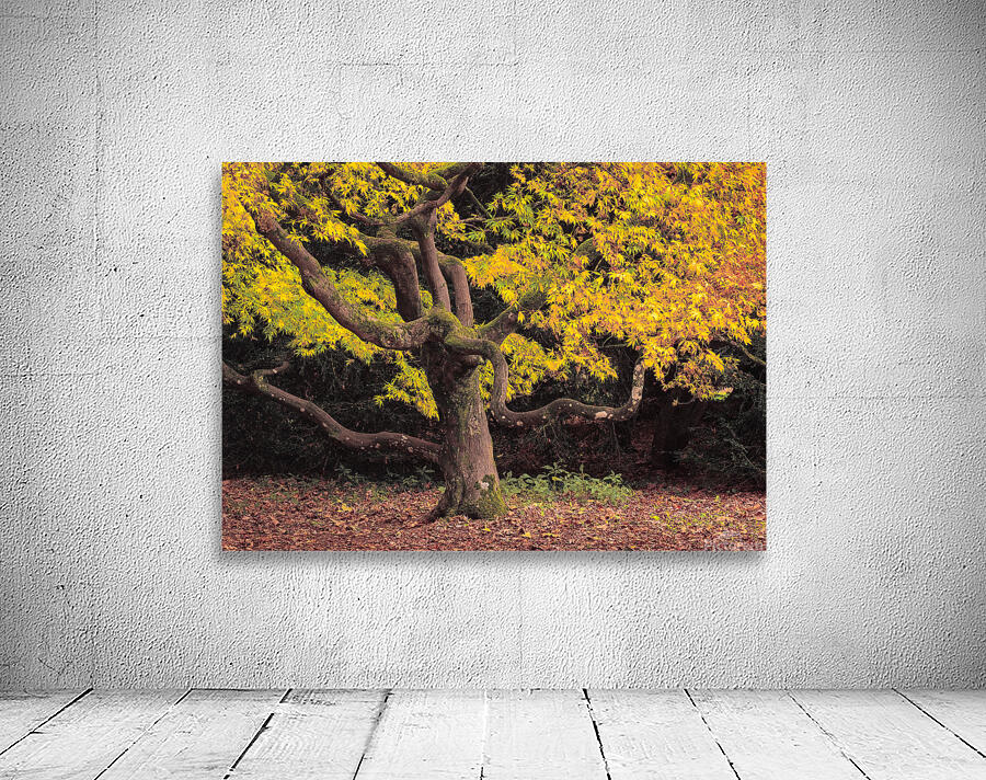 Japanese Maple at Autumn Wall Preview