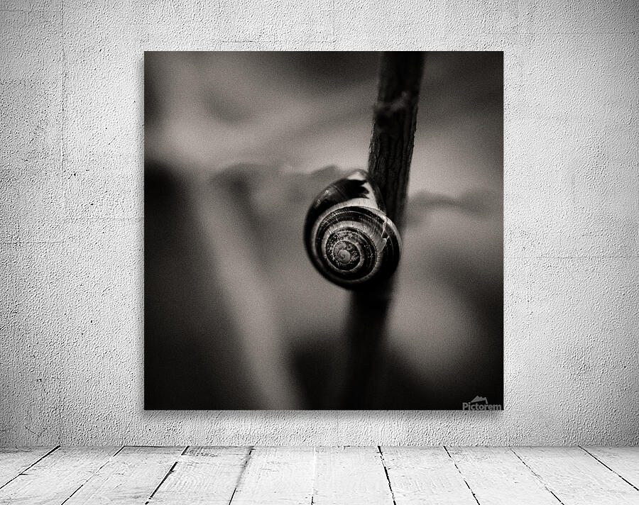 Woodland Study 11 Wall Preview