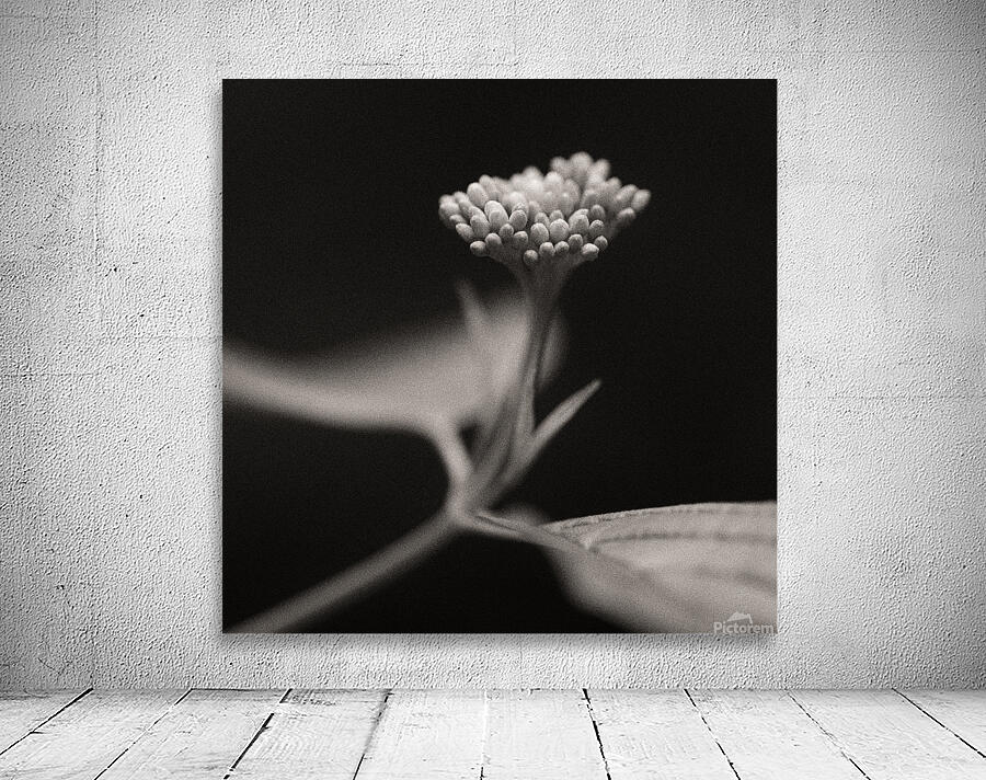 Woodland Study 4 Wall Preview