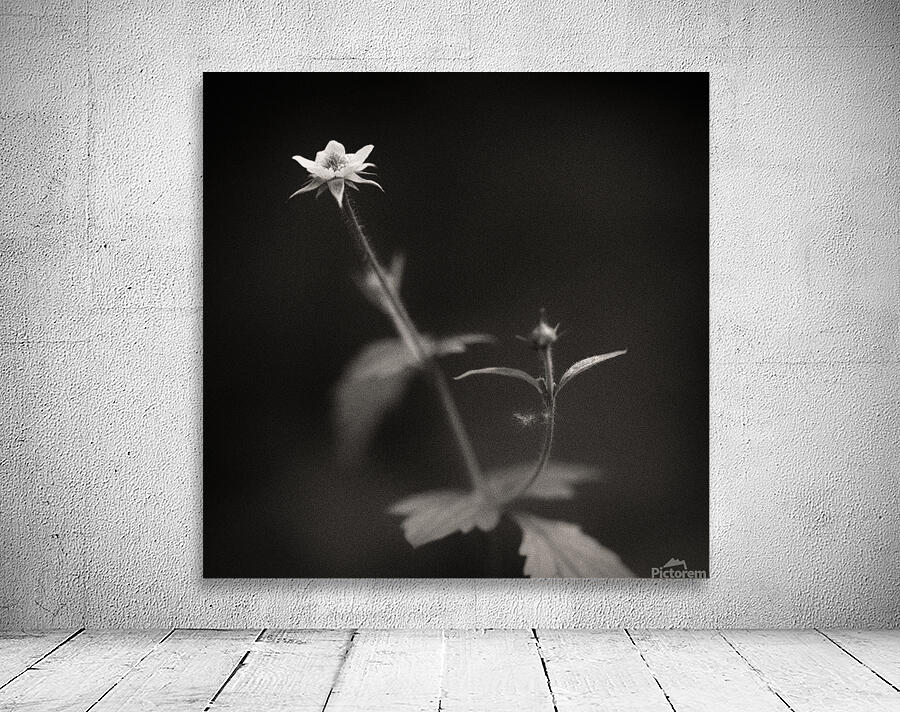 Woodland Study 3 Wall Preview