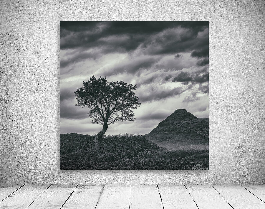 Assynt Tree Wall Preview