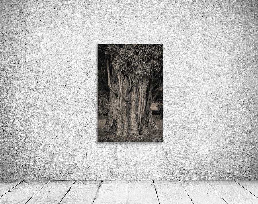 Incense Cedar Wall Preview