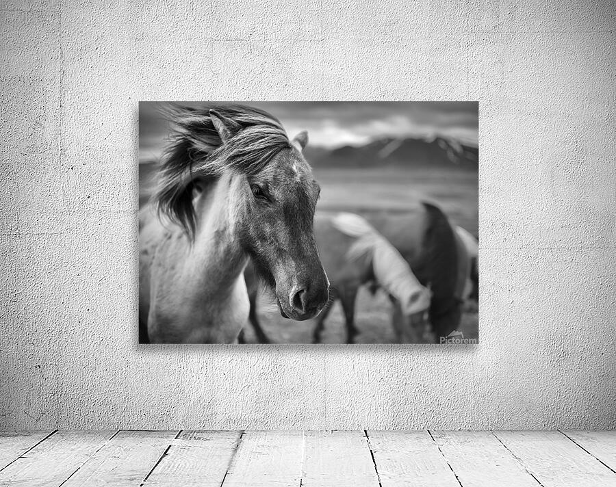 Icelandic Horse Wall Preview