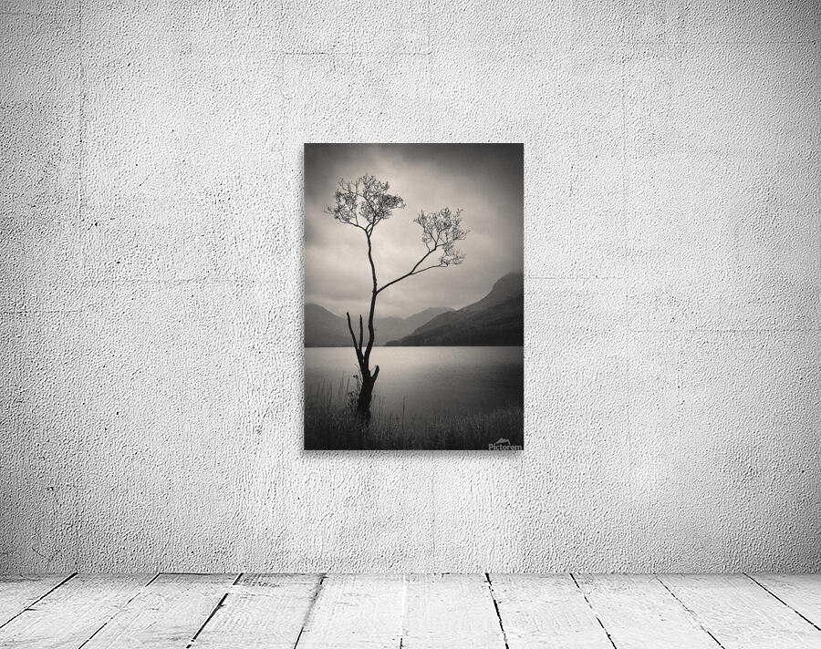 Lone Tree on Buttermere Wall Preview