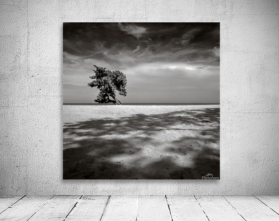 Beach Tree Wall Preview