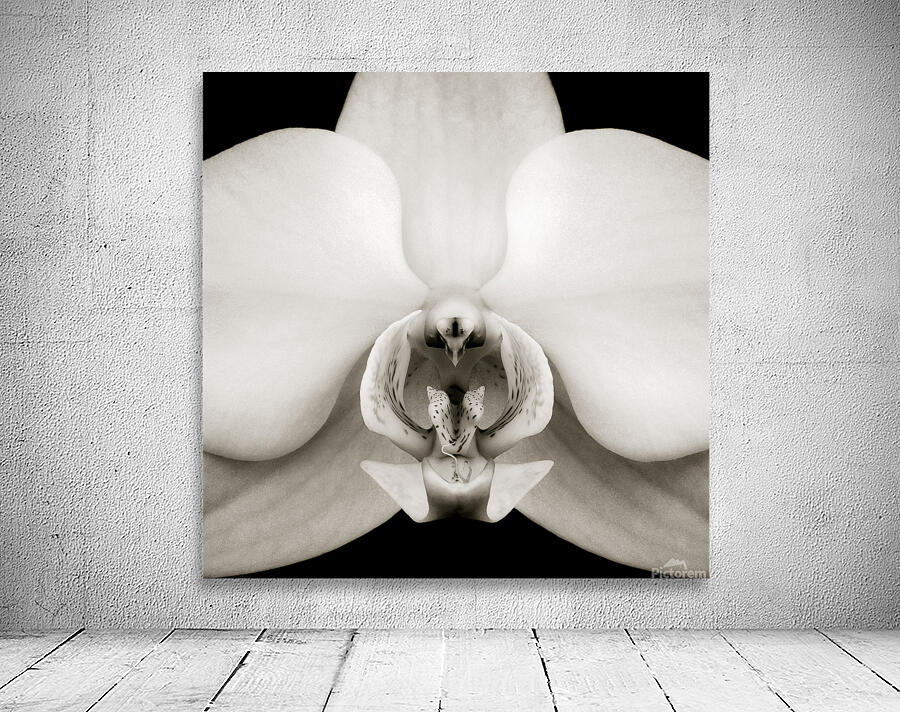 Orchid Wall Preview