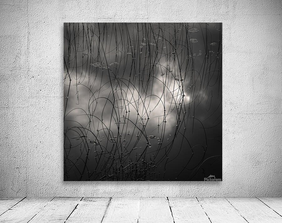 Reeds and Clouds Wall Preview