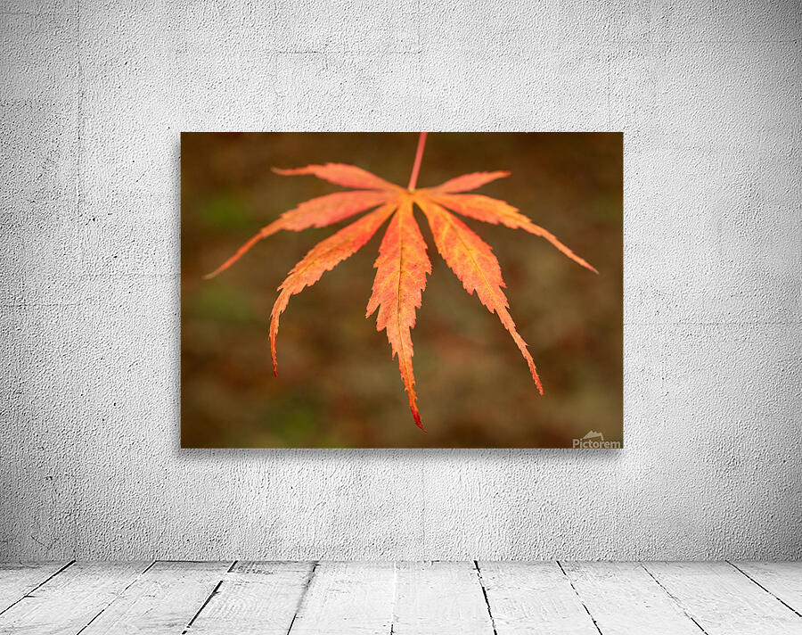 Japanese Maple Leaf Wall Preview