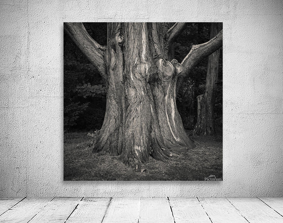 Plas Newydd Tree Wall Preview