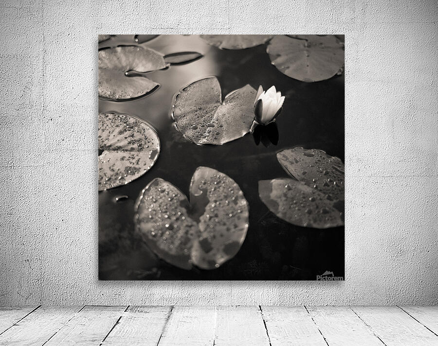 Water Lily After Rain Wall Preview
