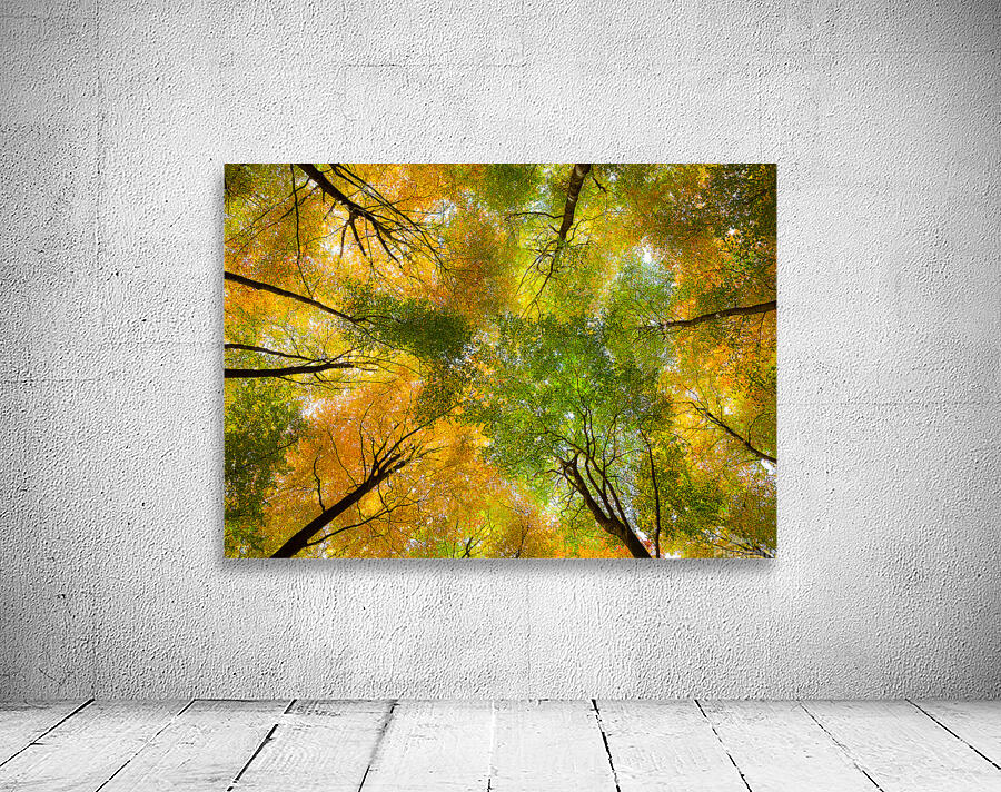 Autumnal Display Wall Preview