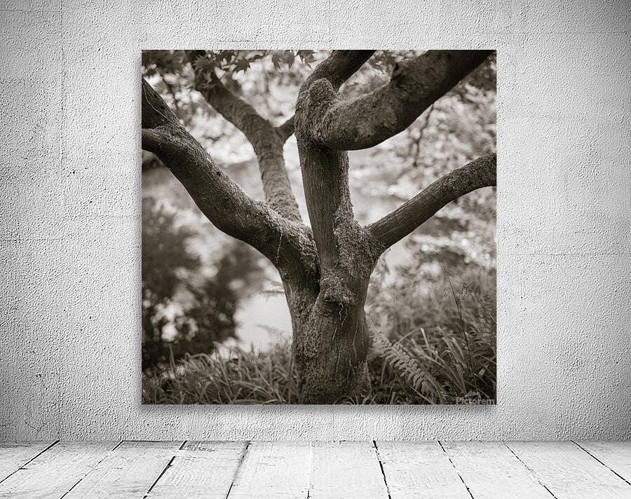 Bodnant Tree Wall Preview