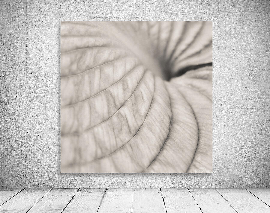 Hosta Leaf Wall Preview