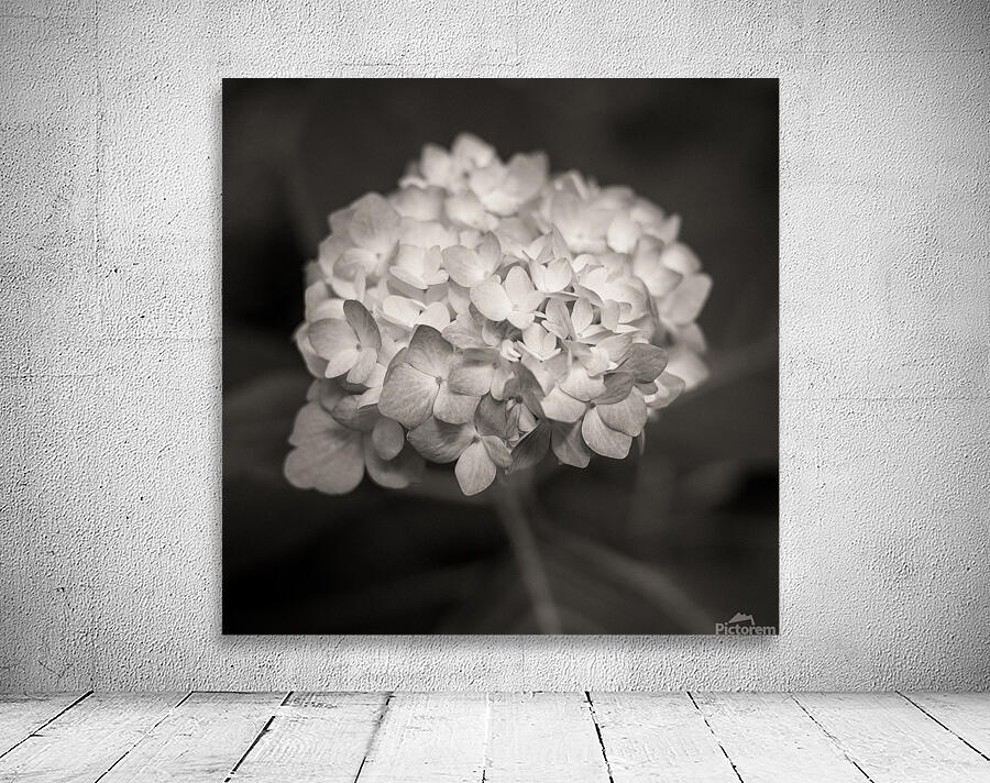 Hydrangea Wall Preview